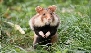 hamster