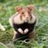hamster
